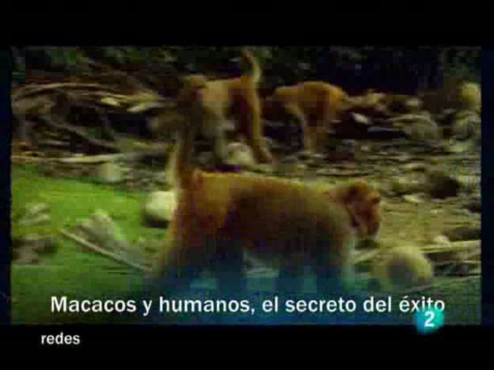 Redes (22/11/09) : Macacos y humanos, el secreto del éxito
