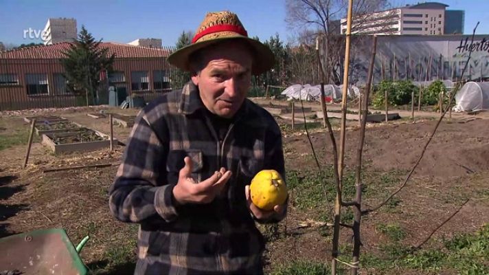 Aquí la Tierra - Tutorial para cultivar membrillos