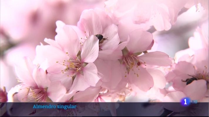 Noticias de Extremadura - Floración del almendro de Valverde de Leganés