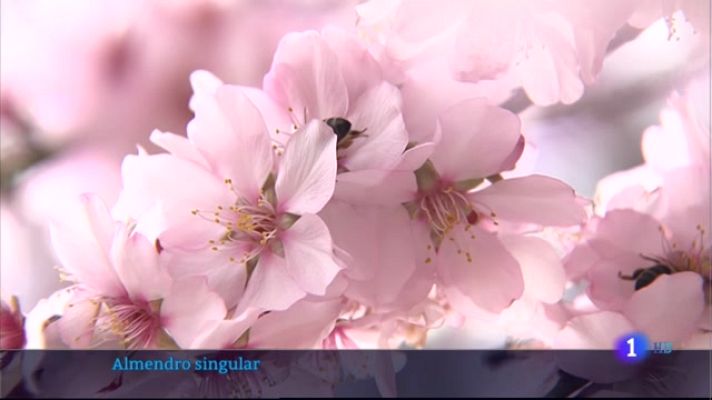 Noticias de Extremadura - Floración del almendro de Valverde de Leganés