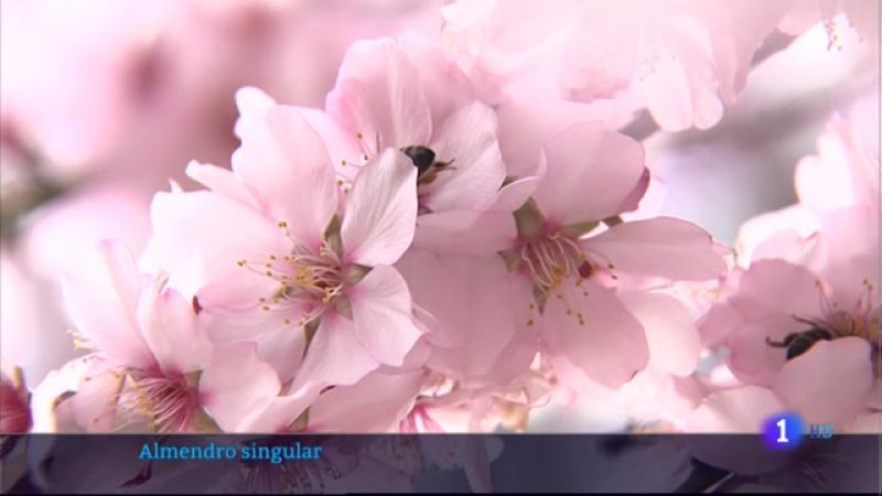 Floración del almendro de Valverde de Leganés - 03-02-2022