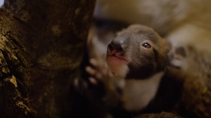 La tarde en 24h - Nace en Reino Unido el primer 'koala del sur' de Europa