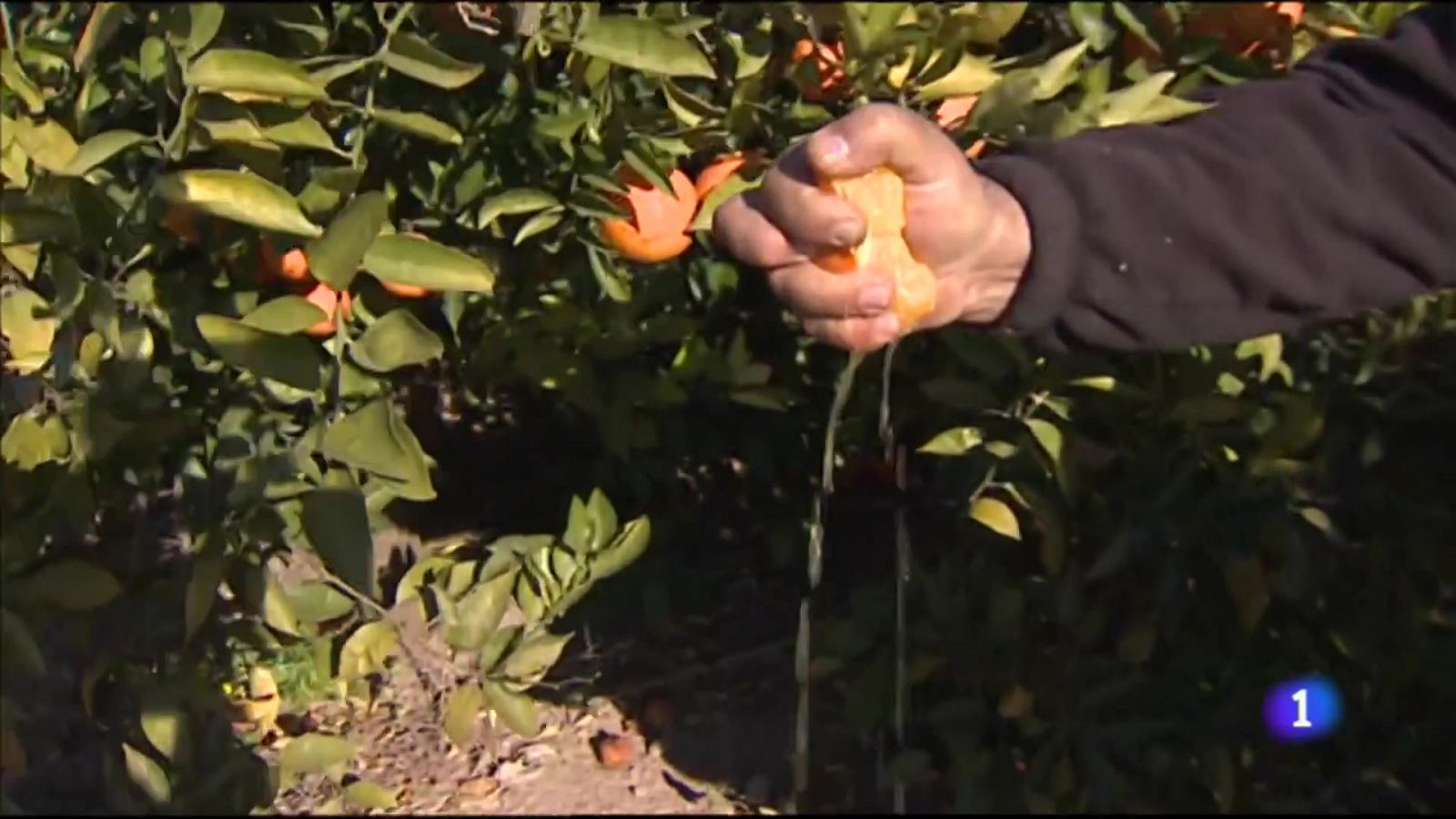 L'Informatiu Comunitat Valenciana 2 - 03/02/22 ver ahora