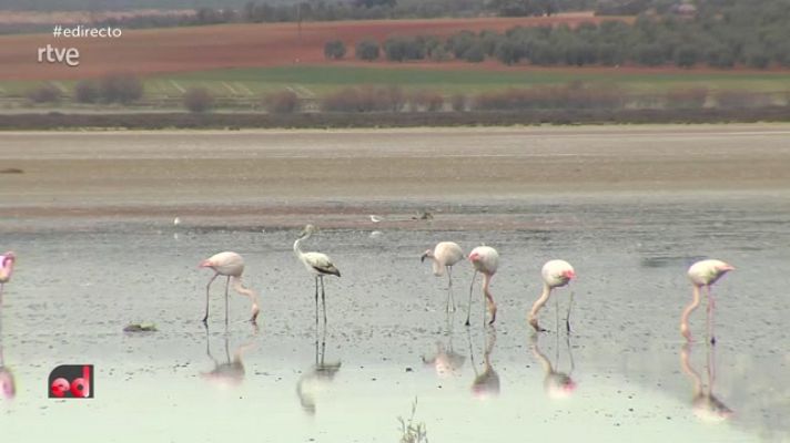 Flamencos despistados por las altas temperaturas