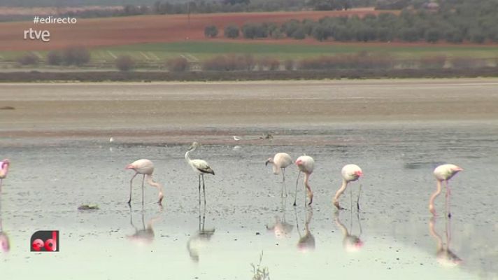 España Directo - Flamencos despistados por las altas temperaturas