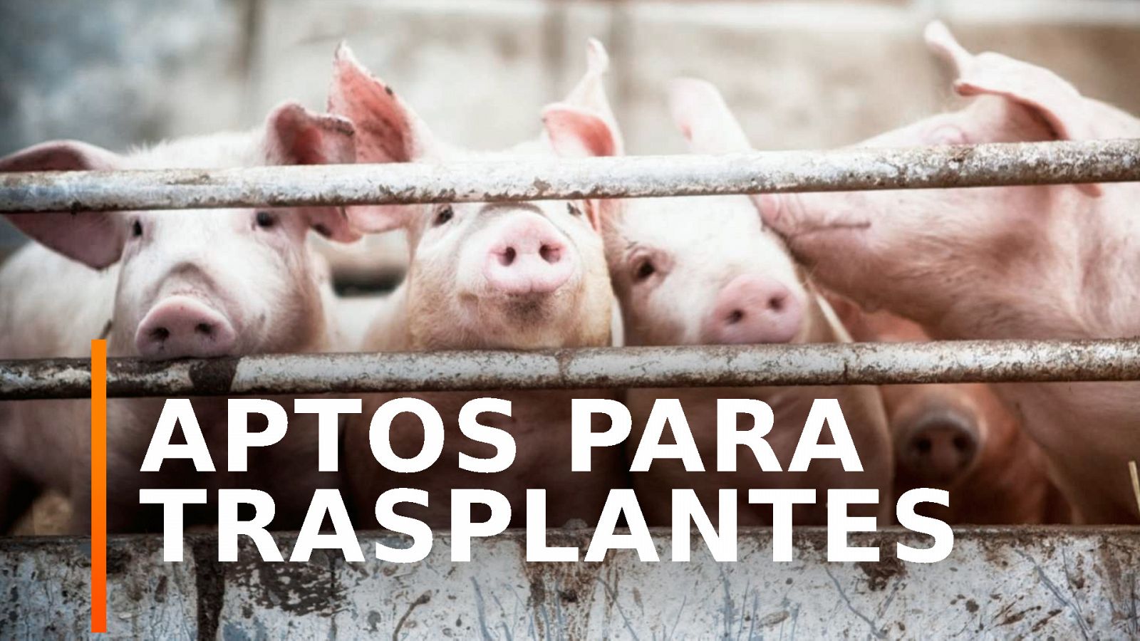 Alemania | Cría de cerdos modificados genéticamente para donar órganos