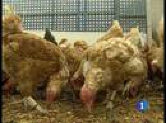 Gallinas como animales de compañía