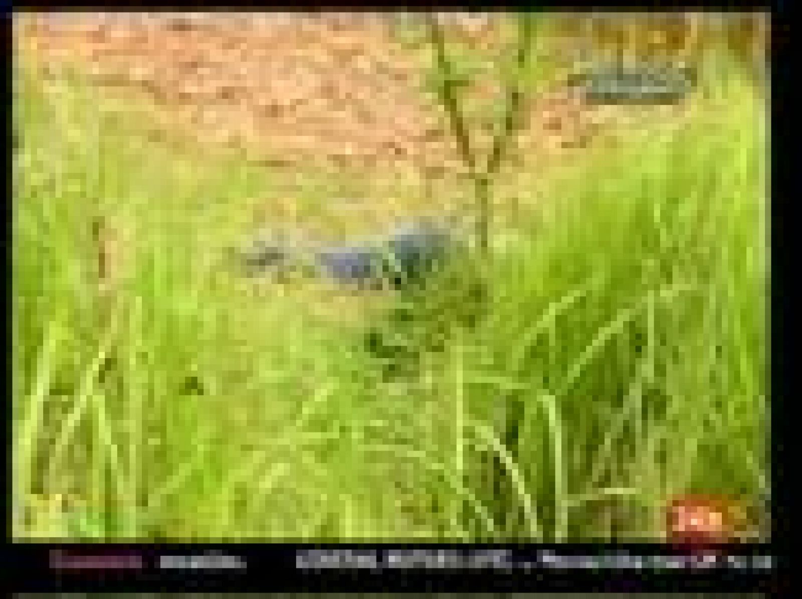 El número de muertos en la matanza por una disputa electroal en Filipinas asciende ya a 46 tras hallarse dos fosas comunes en la zona.