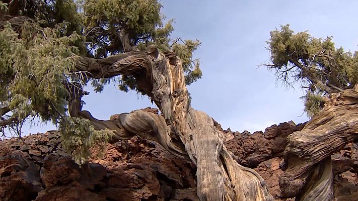 Un cedro en el Teide, el árbol más viejo de Europa