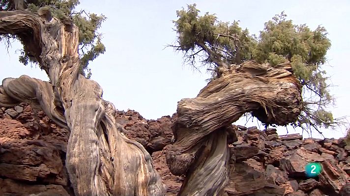 Telecanarias - Telecanarias 2 - 07/02/2022