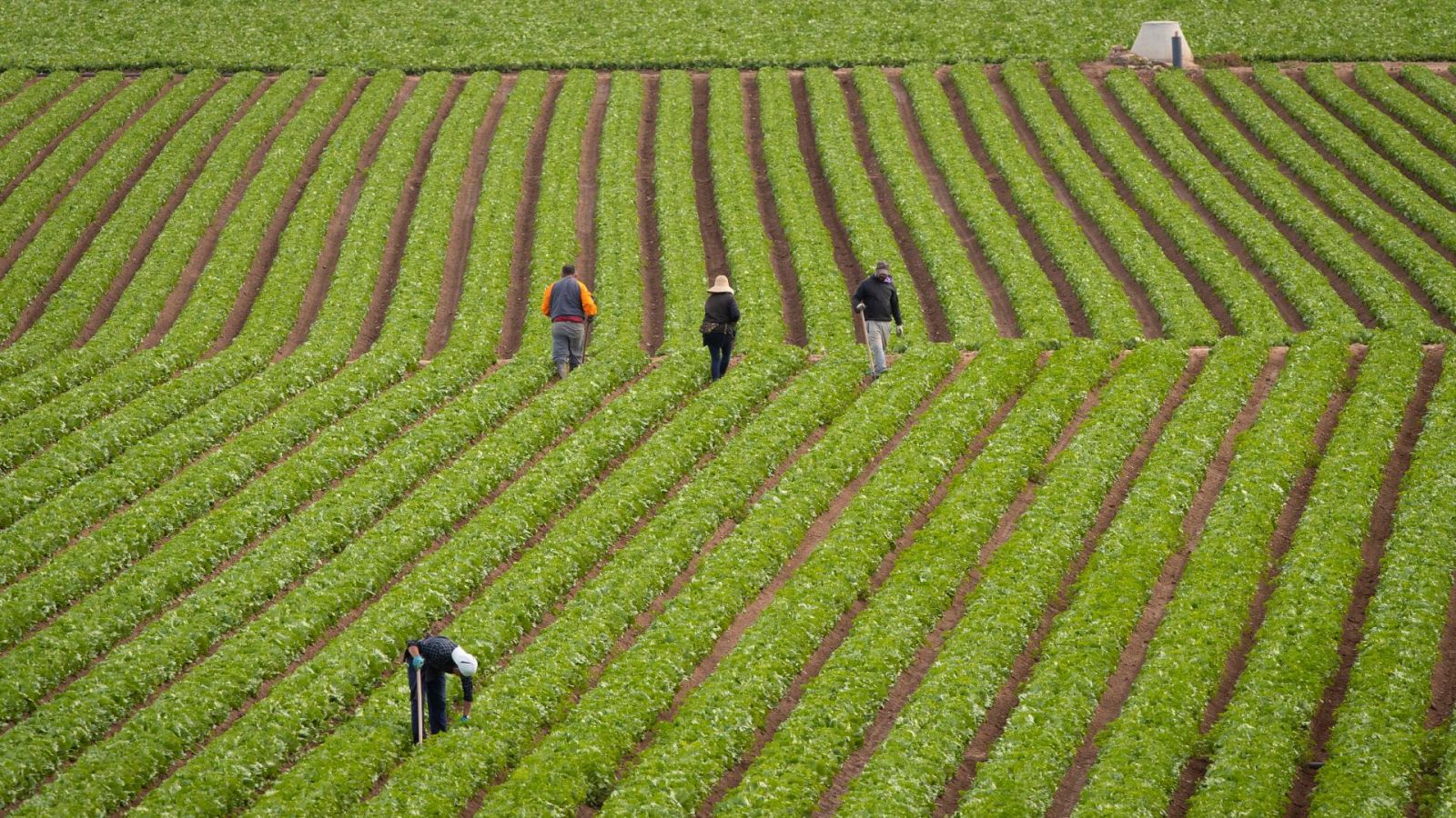 El Gobierno aprueba un plan estratégico agroalimentario de más de 1.000 millones de euros