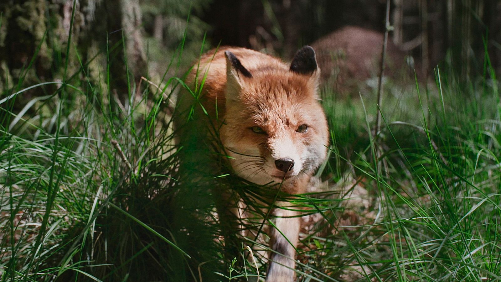 Dinamarca salvaje y maravillosa - Episodio 1: El bosque - ver ahora