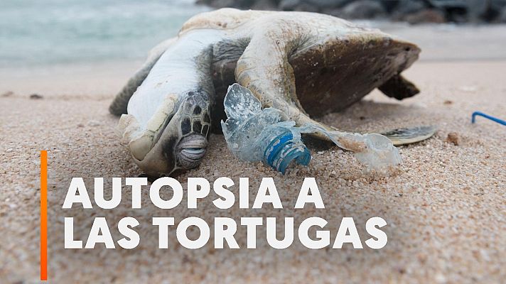 Así matan a las tortugas en el Golfo Pérsico