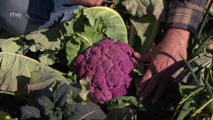 La col morada, una fusión de coliflor y brócoli