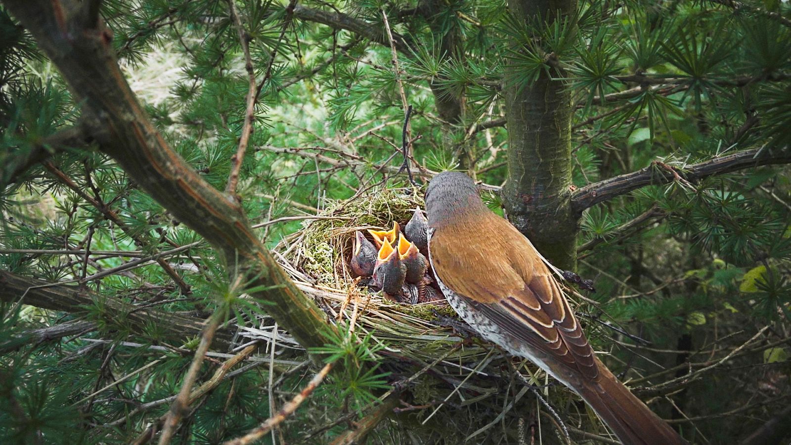Dinamarca salvaje y maravillosa - Episodio 3: La tierra abierta - ver ahora