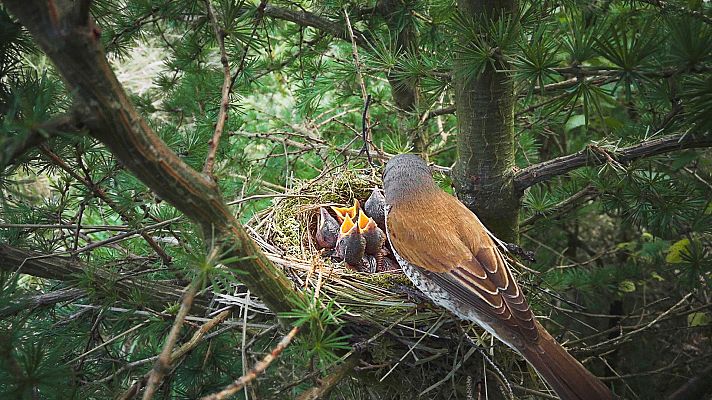 Dinamarca salvaje y maravillosa - La tierra abierta