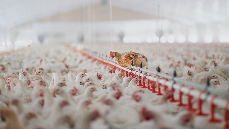 El virus de la gripe aviar obliga a los avicultores a extremar las precauciones en sus granjas