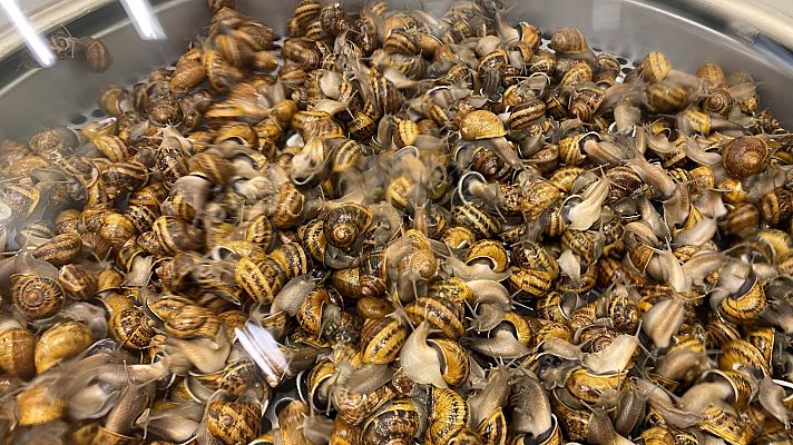 La tarde en 24h - "Oro púrpura" o cómo sacar de cada gramo de desperdicios de caracol más de 2.000 euros