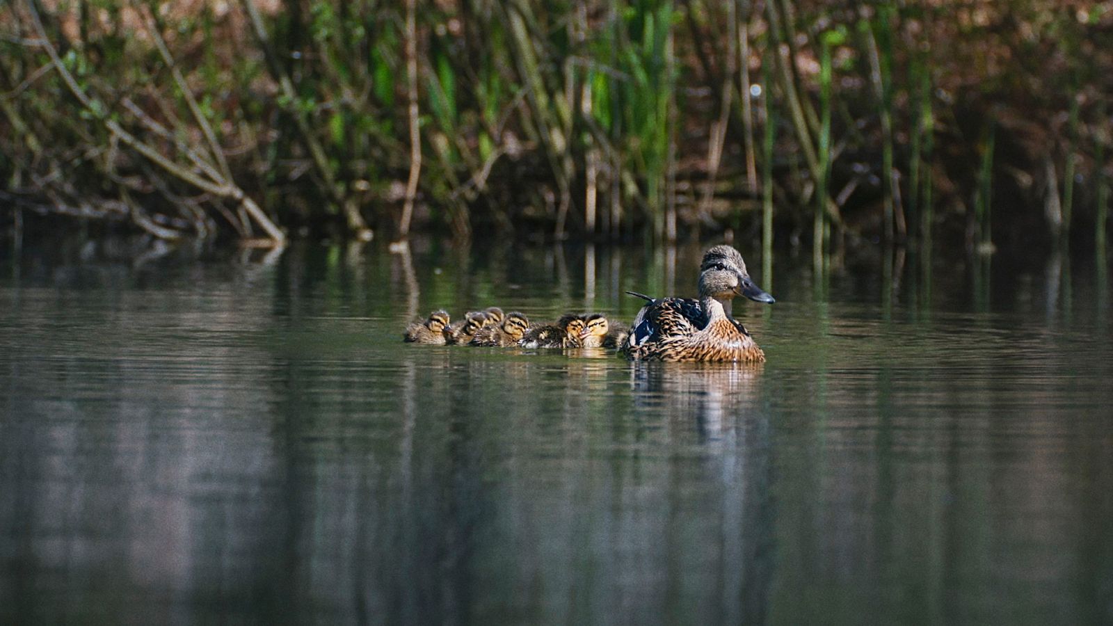 Dinamarca salvaje y maravillosa - Episodio 4: El lago y el río - ver ahora