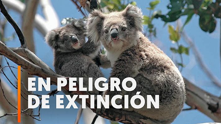 Modo Digital - Australia declara a los koalas en peligro de extinción