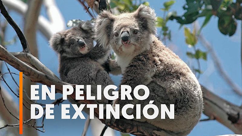 Australia declara a los koalas en peligro de extinción