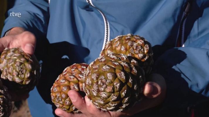 Aquí la Tierra - La piña piñonera
