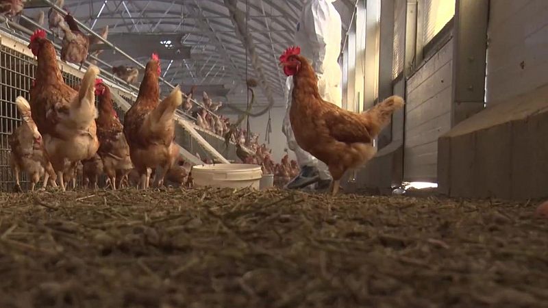 Aumenta la preocupación por los brotes de gripe aviar que ascienden a siete en España - Ver ahora