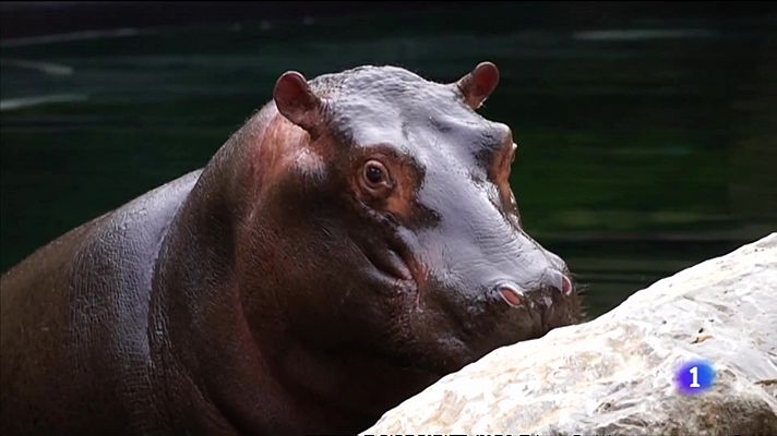 L'informatiu - Comunitat Valenciana - L'Informatiu Comunitat Valenciana 1 - 15/02/22