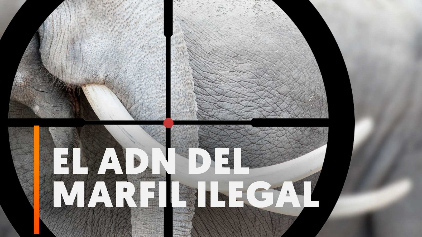 Estudian el ADN del marfil ilegal para encontrar redes de tráfico