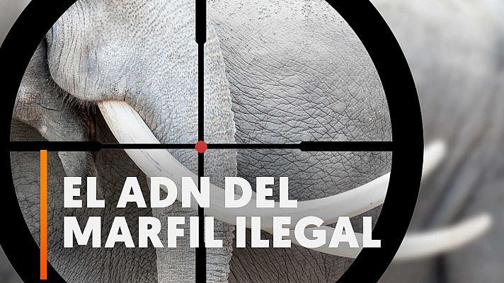 Estudian el ADN del marfil del comercio ilegal para encontrar redes de tráfico