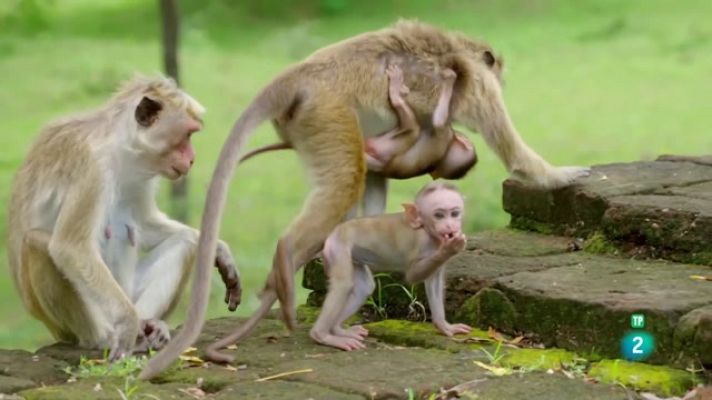 Una vida entre micos