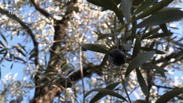 Aquí la Tierra - Encurtidos con receta secreta