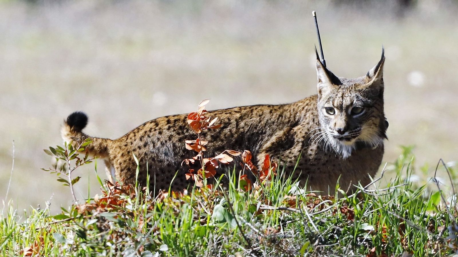 Matar a un animal se castigará con dos años de prisión