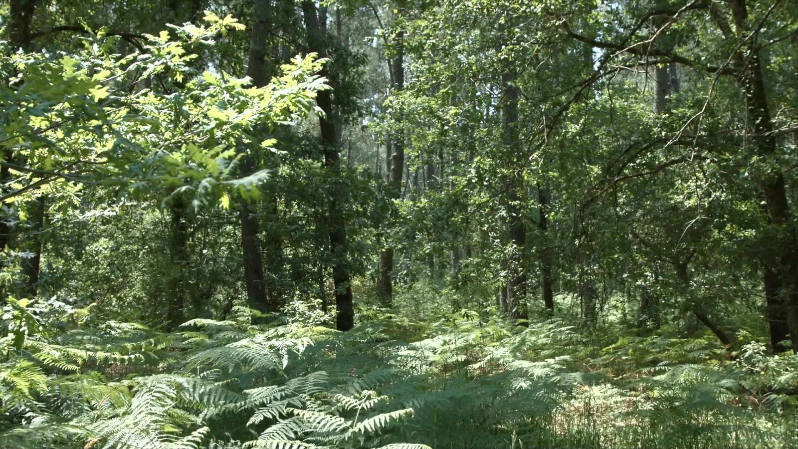 El bosque protector - Bosques por el mundo, las Landas - Documental en RTVE