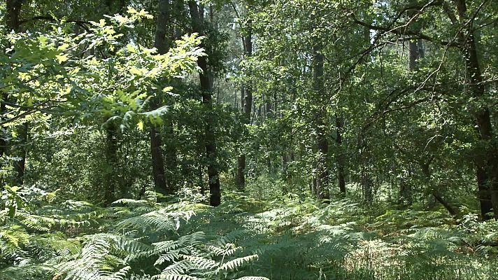 Bosques por el mundo, las Landas