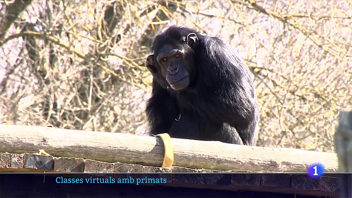 L'Informatiu - Projecte Mona: una excursió virtual per conéixer els primats