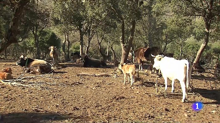 Una raça de vaca autòctona en perill d'extinció