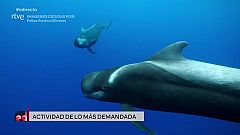 España Directo - Avistamiento de cetáceos