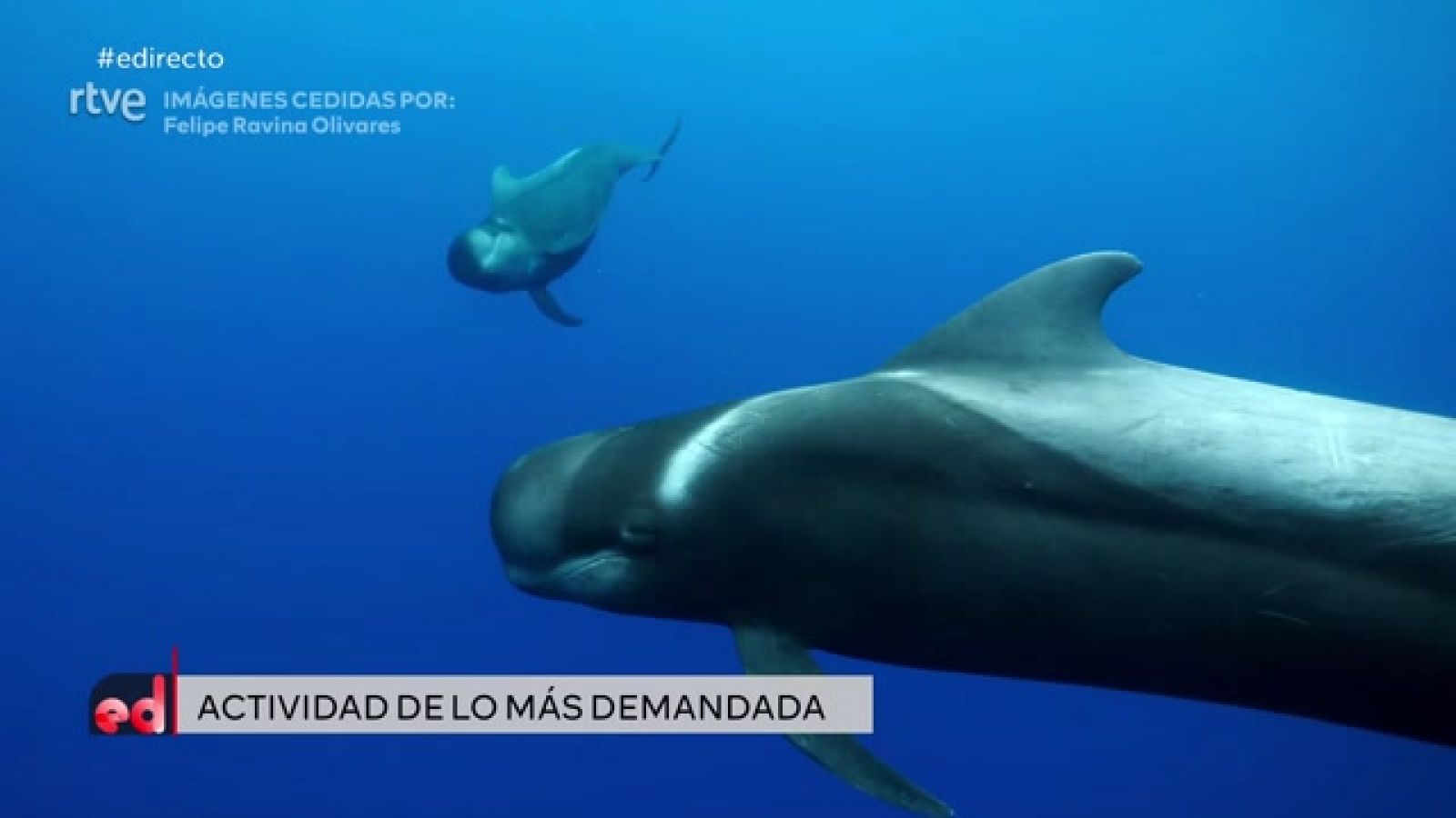 España Directo - Avistamiento de cetáceos