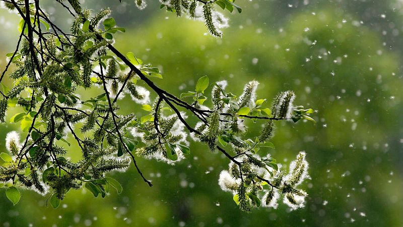 La sequía provoca un adelanto de la temporada de alergias - Ver ahora