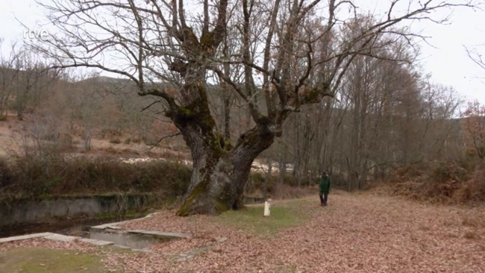 El roble, un súper árbol medicinal