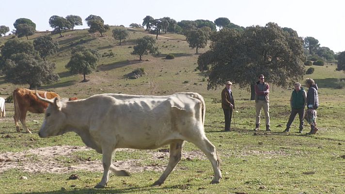 Noticias Andalucía - La sequía impide la siembra de forrajes