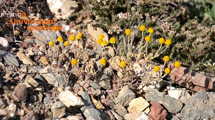 ¿Por qué es importante conservar la biodiversidad?