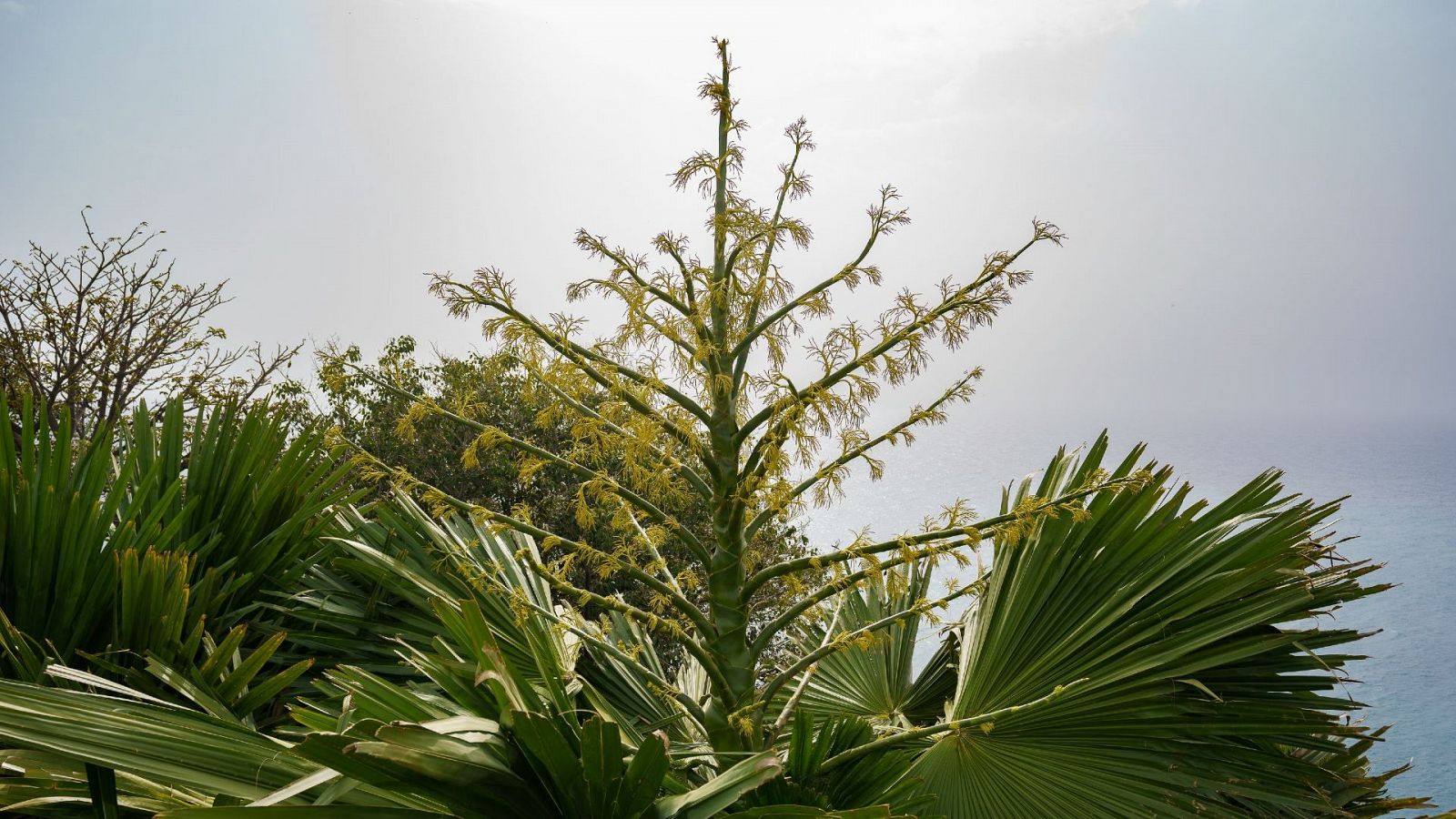 La floración de la palmera Corypha en Tenerife