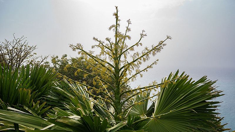 La floración de la palmera Corypha, un fenómeno único que se puede ver en Tenerife