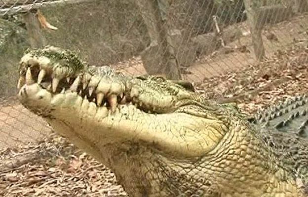  - Ataque de cocodrilo en Australia