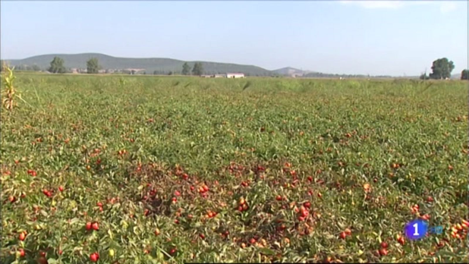 Repercusión del SMI en el campo