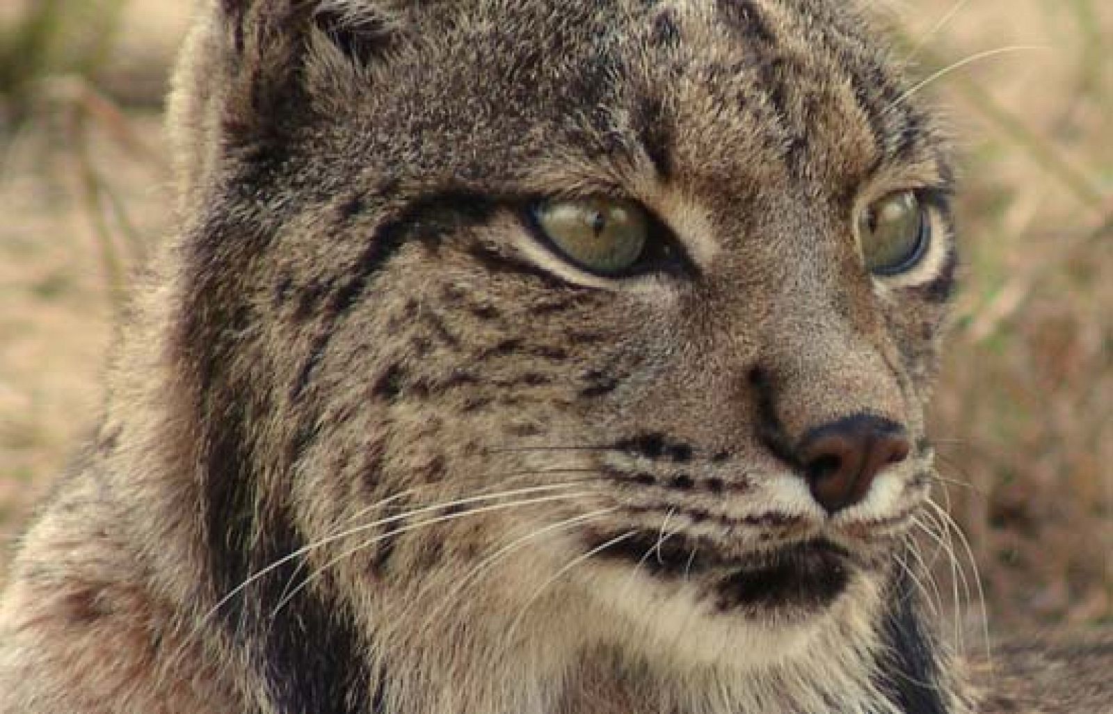 Cierta esperanza para el lince ibérico, el felino más amenazado del planeta