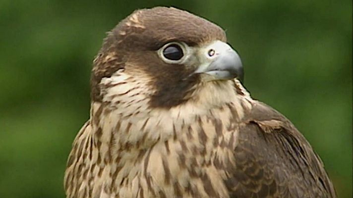 Jara y sedal - Cetrería de bajo vuelo