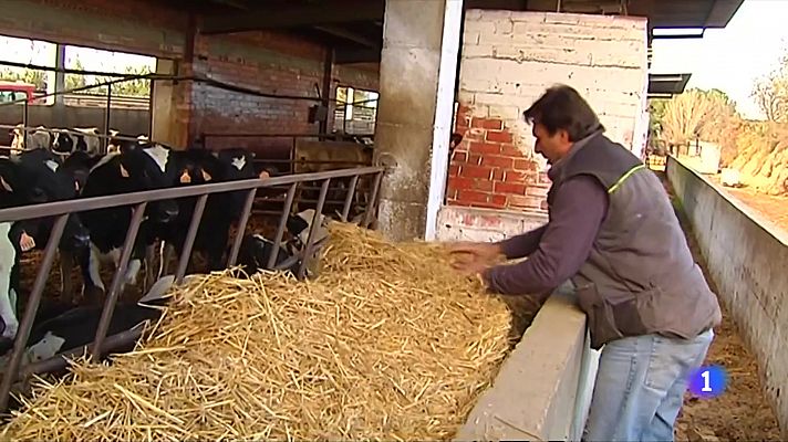 Preocupació per l'encariment dels cereals i el pinso 